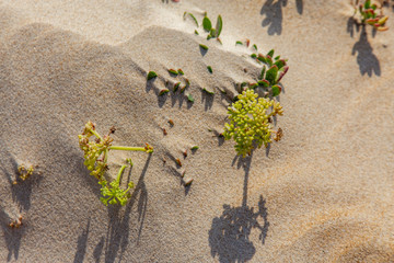 green plants growing in the sand 