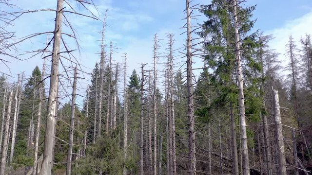 Forest Killed and Destroyed By Bark Beetle Infestation