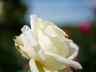 Naklejka na ściany i meble closeup of white rose