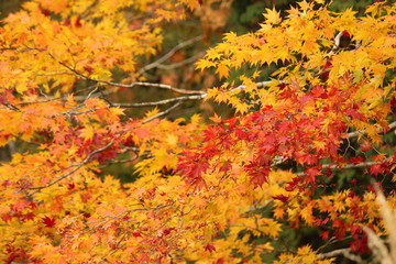 紅葉