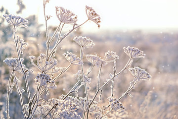 beautiful winter landscape. frozen grass, gentle snowy natural background. frosty weather. cold...