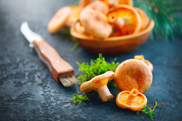 Raw wild Saffron milk cap mushrooms on dark old rustic background. Lactarius deliciosus. Rovellons, Niscalos. Organic fresh mushrooms with special knife closeup on a table