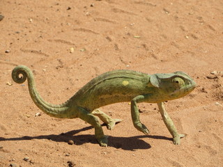 chameleon