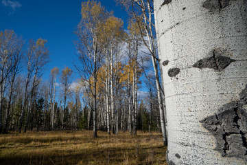 Beautiful Tall Birch Tress in a Forest - Powered by Adobe
