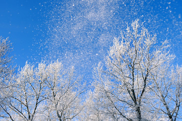 beautiful trees in white hoarfrost against blue sky background. winter forest landscape. cold frozen weather