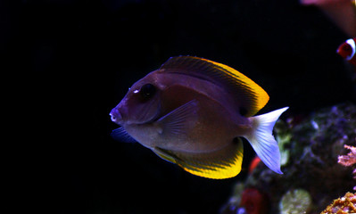 Bristletooth Tomini Tang - (Ctenochaetus tominiensis) 