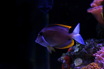 Bristletooth Tomini Tang - (Ctenochaetus tominiensis) 