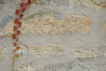 Texture, Old stone wall with red, green creeper as background.