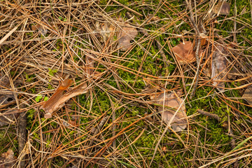 Close up of fir needles and cones in the fall in the forest. Background texture wallpaper.