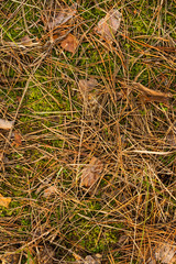 Fallen cones and spruce needles in the fall lie on the grass and moss close up. Copy space background.