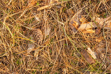 Fallen cones and spruce needles in the fall lie on the grass and moss close up. Copy space background.