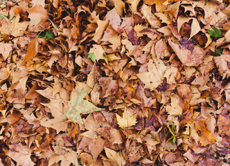 SUELO CUBIERTO DE HOJAS DE OTOÑO