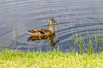 Duck in the lake