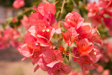 Red flower in the outdoors garden - Beautiful nature concept