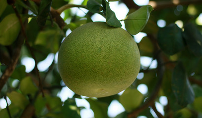 Pomelo or Citrus grandis on tree.