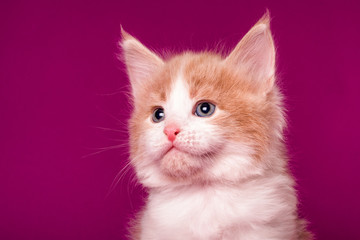 Fototapeta na wymiar A cute maine coon kitten on the pink background in a studio.