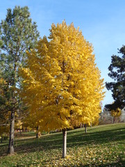 tree in autumn