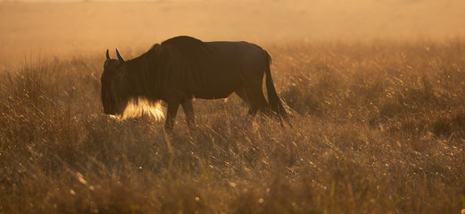 Backlight solitary male wildebeest, Connochaetes taurinus, in silhouette grazing at dawn with mist in the background and sun highlighting his beard