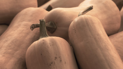 Harvest: Heap of Butternut Squash Pumpkin, Cucurbita moschata
