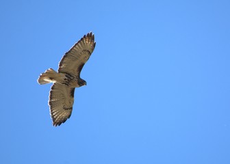 Red Tail Hawk