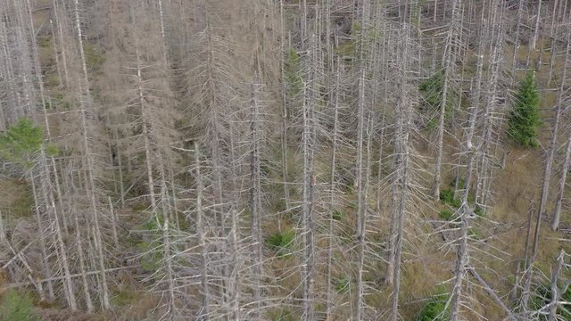 Forest Killed and Destroyed By Bark Beetle Infestation