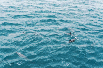 Group of dolphins jumping from open ocean. View from boat.