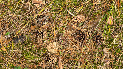 Fallen cones and spruce needles in the fall lie on the grass and moss close up. Copy space background.