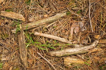 Fallen cones and spruce needles in the fall lie on the grass and moss close up. Copy space background.
