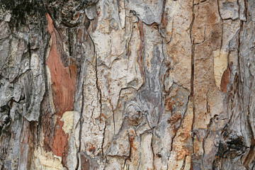 Bark texture background.