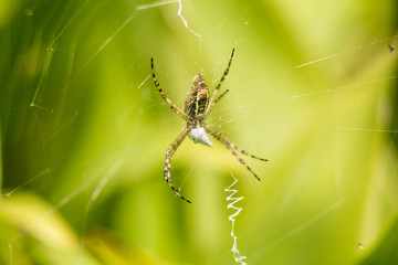 araña tejedora