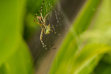 araña tejedora