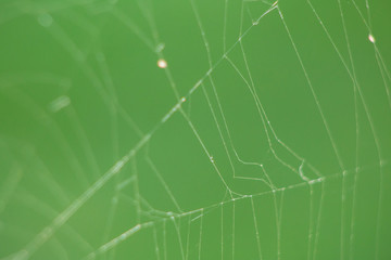 Tela de Araña