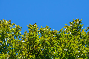 Beautiful bright green leaves on the tip of the tree against clear blue sky, Summer in GA USA.
