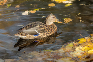 duck in water with autumn leaves