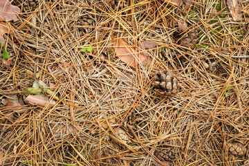 Fallen cones and spruce needles in the fall lie on the grass and moss close up. Copy space background.