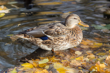 portrait of a duck