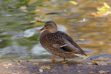 duck in autumn close up