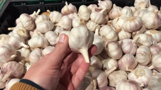 Fresh organic healthy garlic in the food market. Garlic vegetable. Close up.