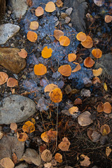 Aspen leaves, ice, rocks