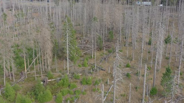 Forest Killed and Destroyed By Bark Beetle Infestation