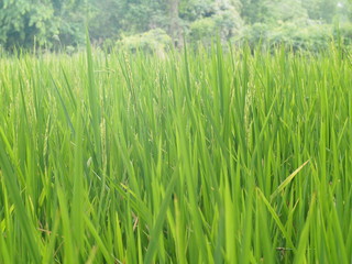green rice file before harvest in summer