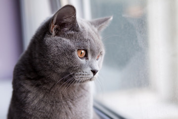 Gray British cat look out the window