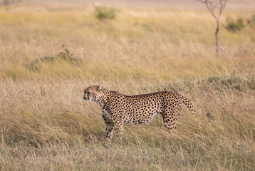 Female cheetah, Acinonyx jubatus, with her cub in the tall grass of the Maasai Mara savannah in Kenya,