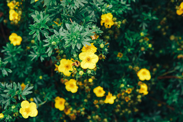 Garden yellow flowers background
