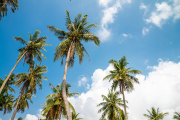 Obraz premium Coconut palm trees in sunny day with blue sky - Tropical summer breeze holiday