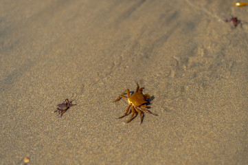 Crabs