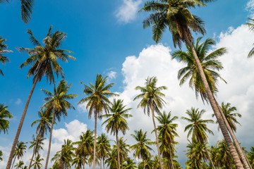 Coconut palm trees in sunny day with blue sky - Tropical summer breeze holiday