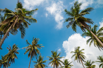 Fototapeta na wymiar Coconut palm trees in sunny day with blue sky - Tropical summer breeze holiday
