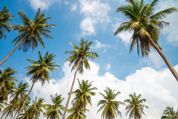 Fototapeta na wymiar Coconut palm trees in sunny day with blue sky - Tropical summer beach holiday