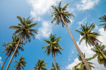 Obraz na płótnie Canvas Coconut palm trees in sunny day with blue sky - Tropical summer beach holiday